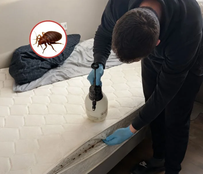 Technicien traitant un matelas contre les punaises de lit à Longnes